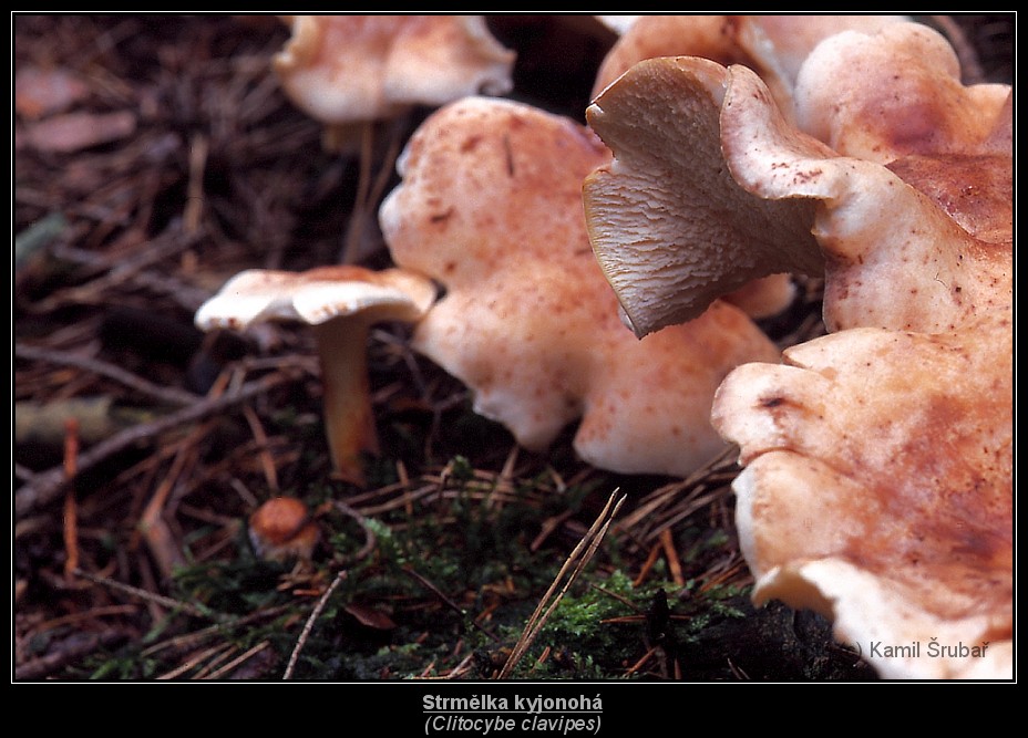 Strmělka kyjonohá  (Clitocybe clavipes) - 2.,