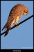Poštolka obecná (Falco tinnunculus) - 3.,