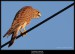 Poštolka obecná (Falco tinnunculus) - 4.,