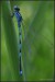 Šidélko ozdobné (Coenagrion ornatum)