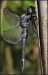 Vážka hnědoskvrnná (Orthetrum brunneum)