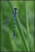 Šidélko ozdobné  (Coenagrion ornatum) - 2