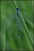 Šidélko ozdobné (Coenagrion ornatum) - 3