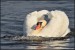 Labuť velká (Cygnus olor) - 2