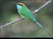 Foto - Kamil Šrubař - Green Bee-eater (Merops orientalis)